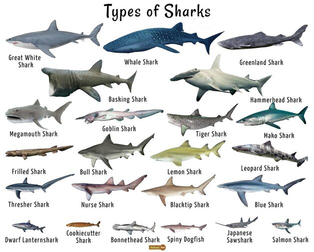 Types Of Sharks ?1620646402